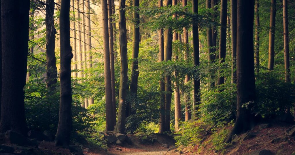 Mental health journey and recovery path