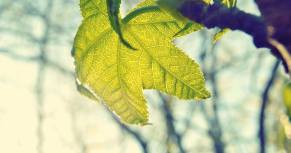 CBD Oil for OCD: What the Research Actually Shows