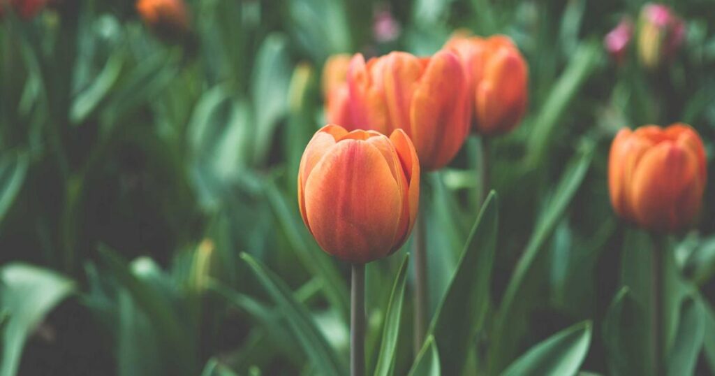 Grief and Loss: Understanding the Process and When to Seek Help